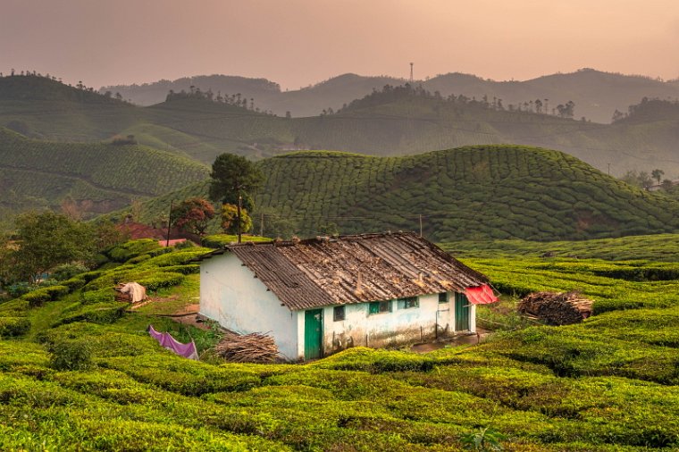 088 Munnar.jpg